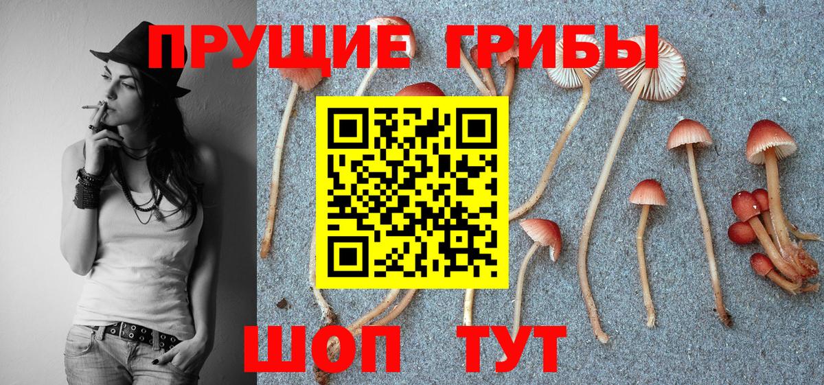 купить   Вход с VPN  Зеленодольск  Псилоцибиновые грибы GOLDEN TEACHER 